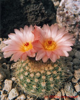 Notocactus cv. agnetae